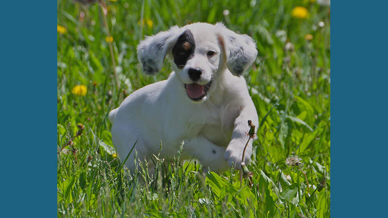 English Setter 3