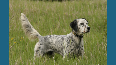 English Setter 4