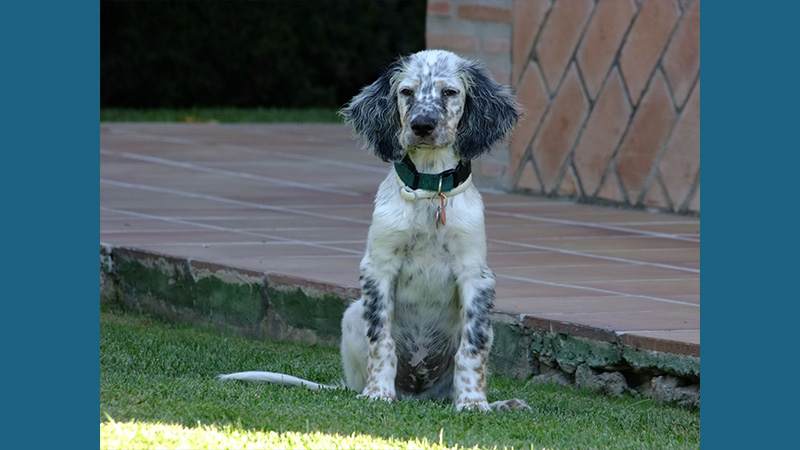 English Setter 5