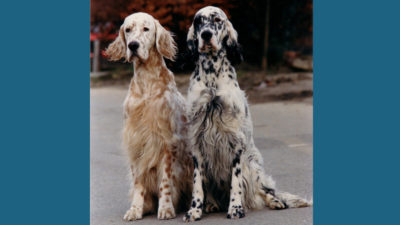 English Setter 6