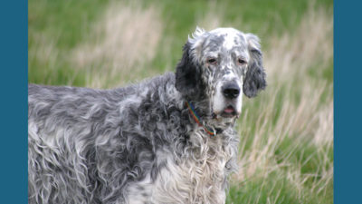 English Setter 7