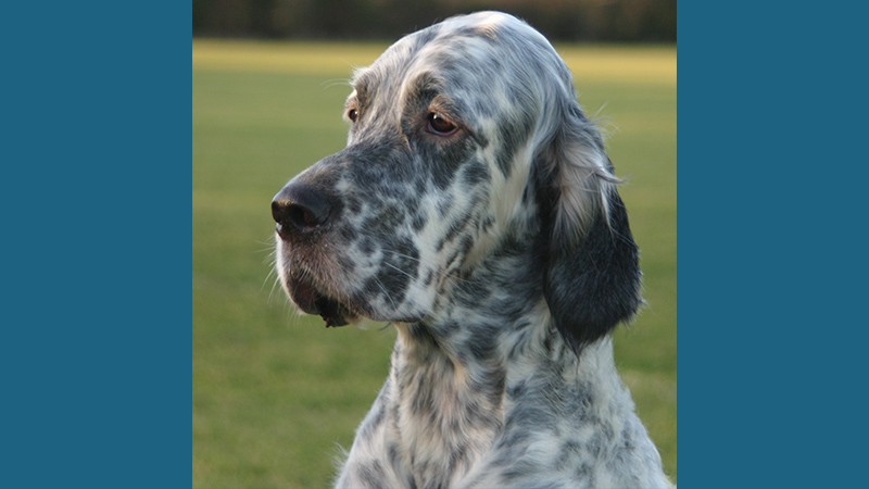 English Setter 8