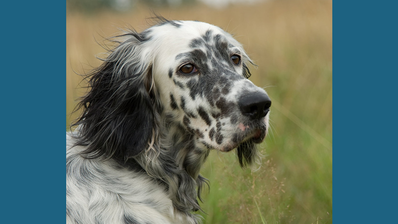 English Setter 9