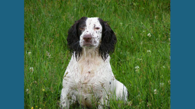 English Springer Spaniel 1