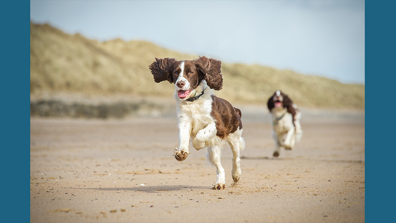 English Springer Spaniel 10