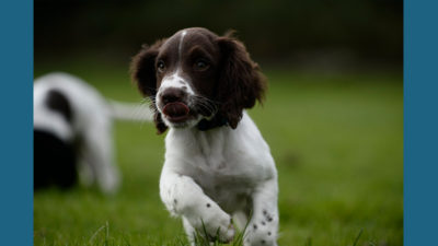 English Springer Spaniel 11