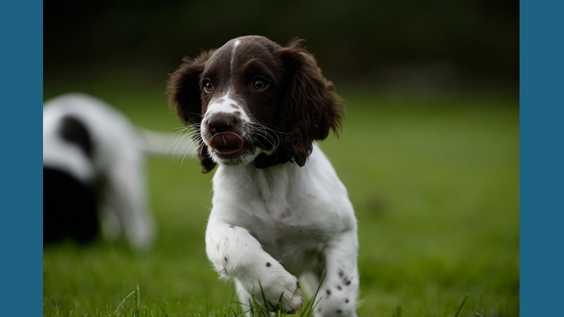 English Springer Spaniel 11