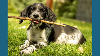 English Springer Spaniel 12