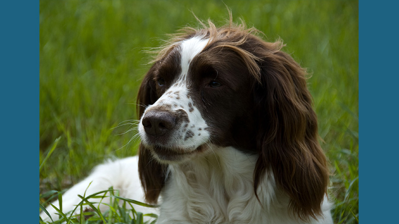 English Springer Spaniel 13