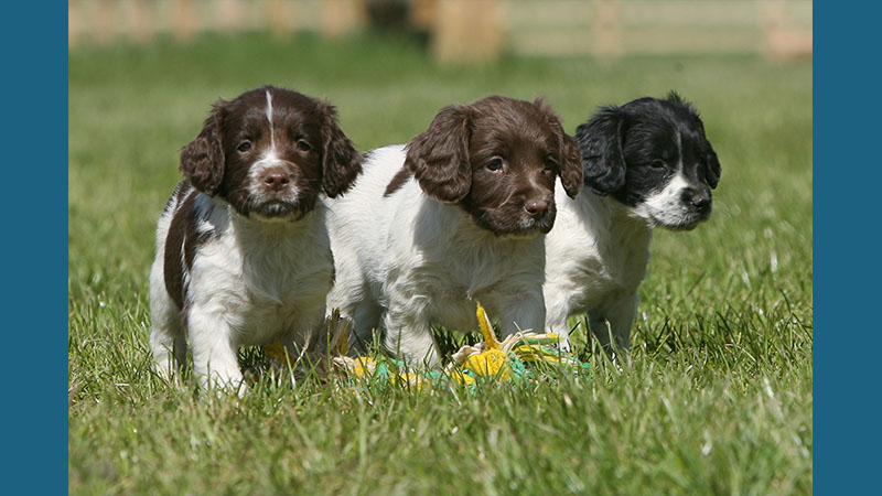 English Springer Spaniel 14