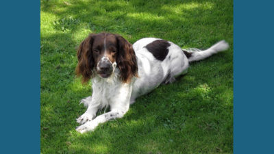 English Springer Spaniel 2