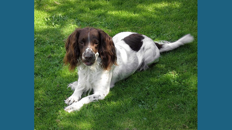 English Springer Spaniel 2