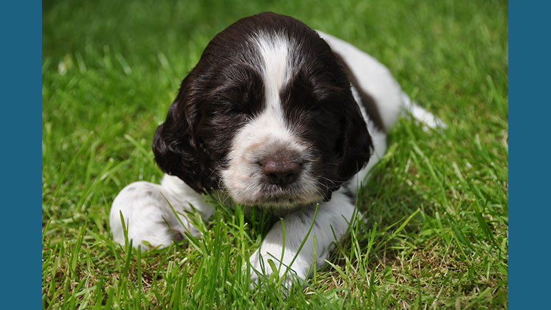 English Springer Spaniel 3