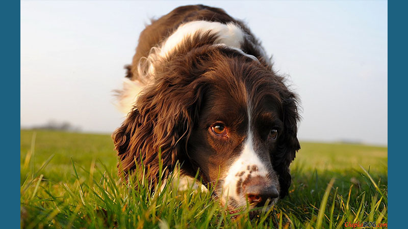 English Springer Spaniel 4