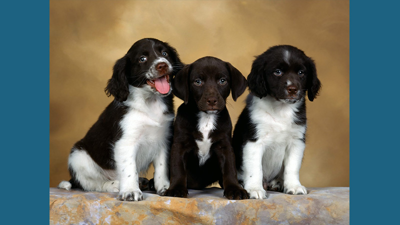 English Springer Spaniel 5