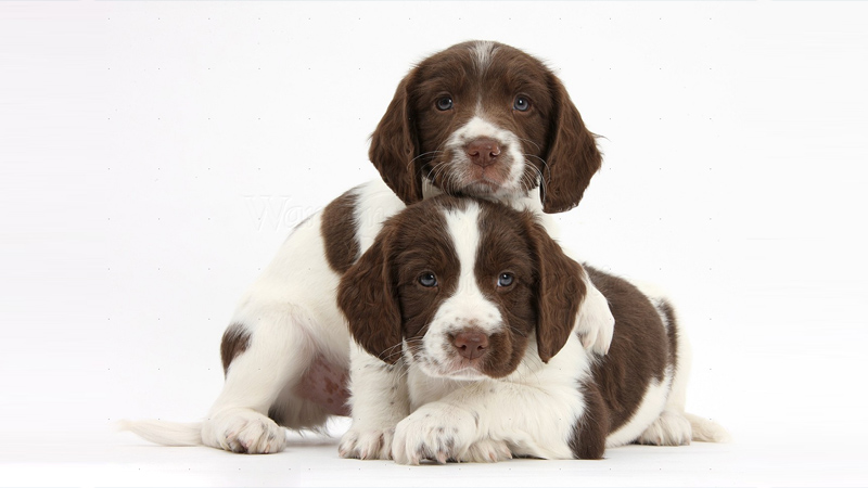 English Springer Spaniel 6