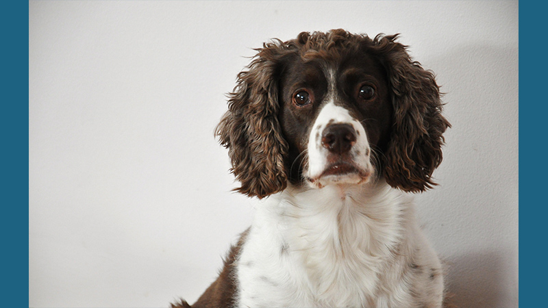 English Springer Spaniel 7