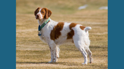 English Springer Spaniel 8