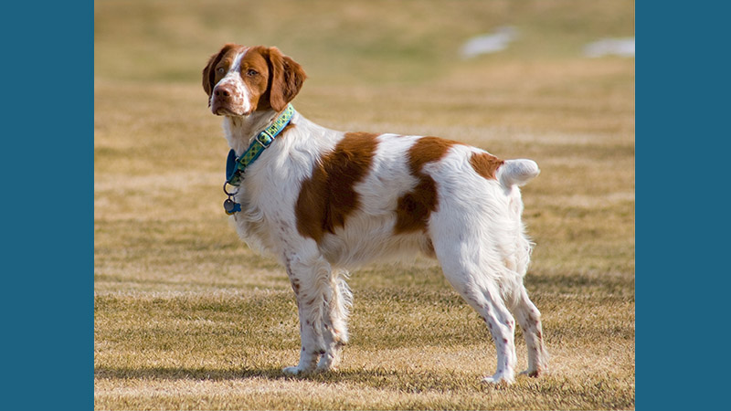 English Springer Spaniel 8