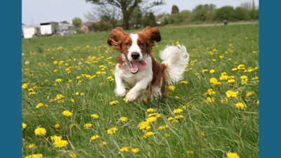 English Springer Spaniel 9