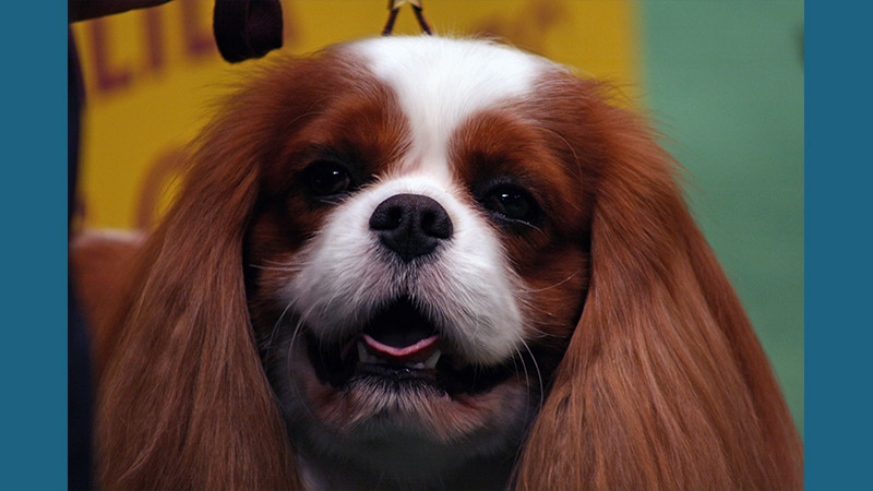English Toy Spaniel 1