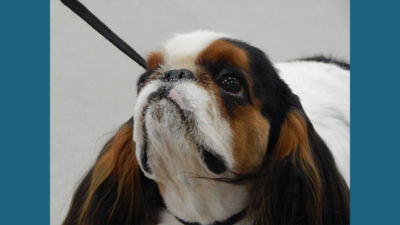 English Toy Spaniel 3