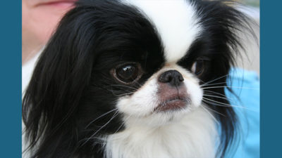 English Toy Spaniel 4