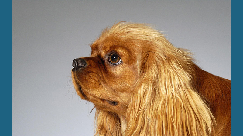 English Toy Spaniel 5