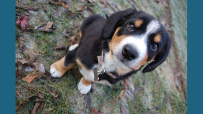 Entlebucher Mountain Dog 1