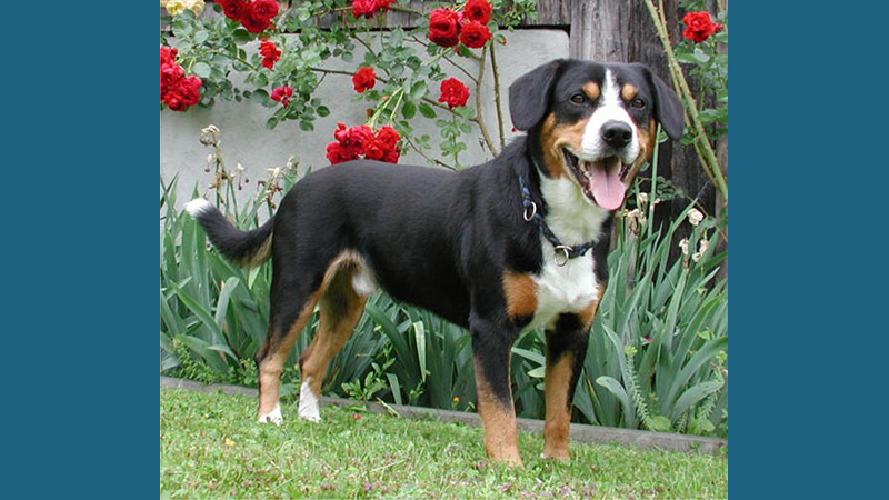 Entlebucher Mountain Dog 2