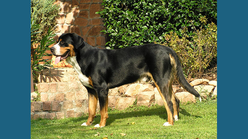 Entlebucher Mountain Dog 3