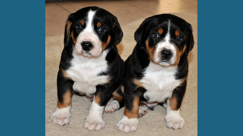 Entlebucher Mountain Dog 4