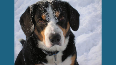 Entlebucher Mountain Dog 5