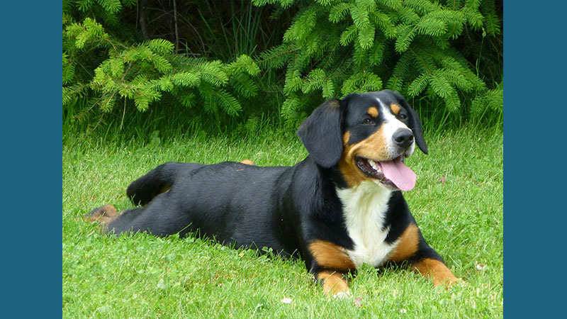 Entlebucher Mountain Dog 6