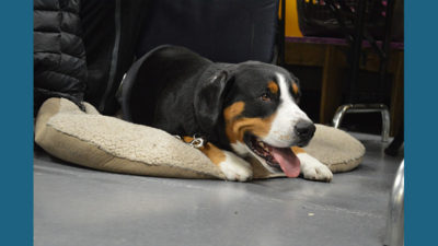 Entlebucher Mountain Dog 7