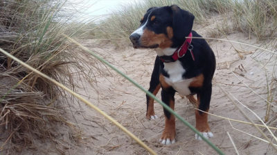 Entlebucher Mountain Dog 8