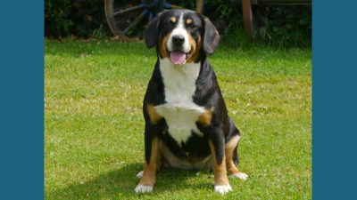 Entlebucher Mountain Dog 9