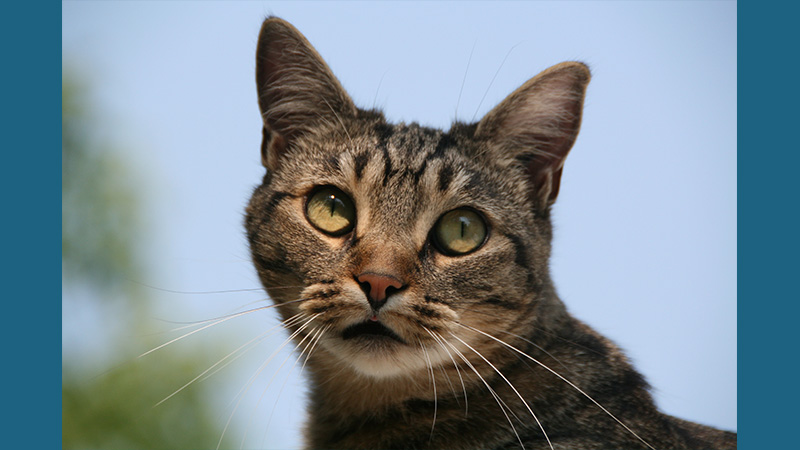 European Burmese 1