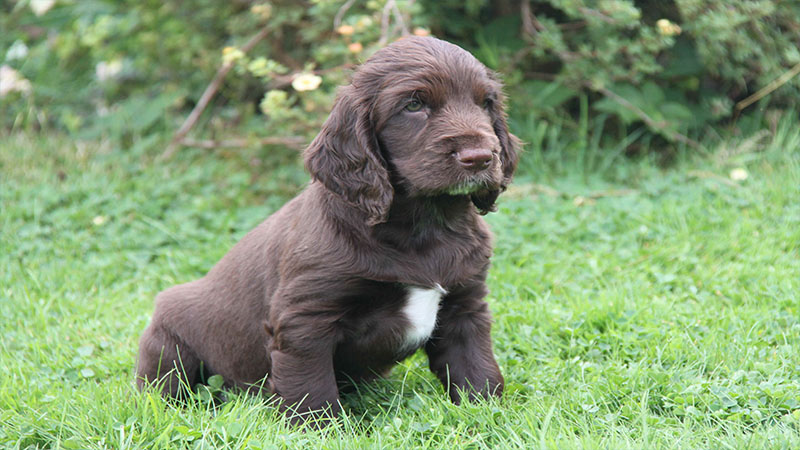 Field Spaniel 1