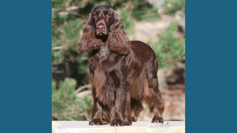 Field Spaniel 10