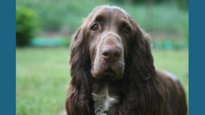 Field Spaniel 2