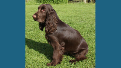 Field Spaniel 3