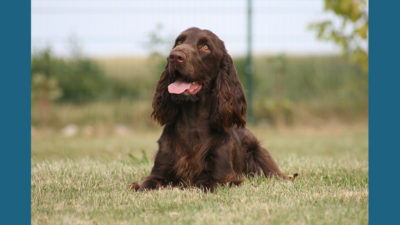 Field Spaniel 4