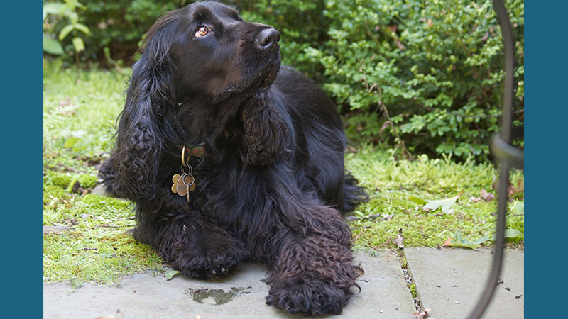 Field Spaniel 5