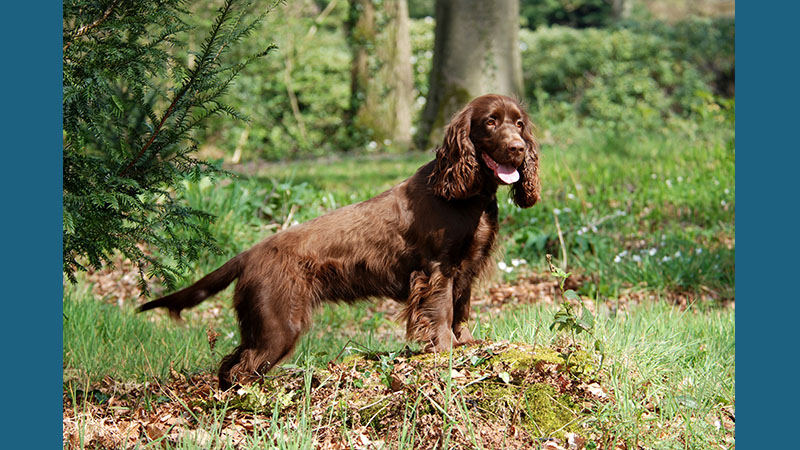 Field Spaniel 6