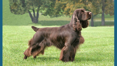 Field Spaniel 7