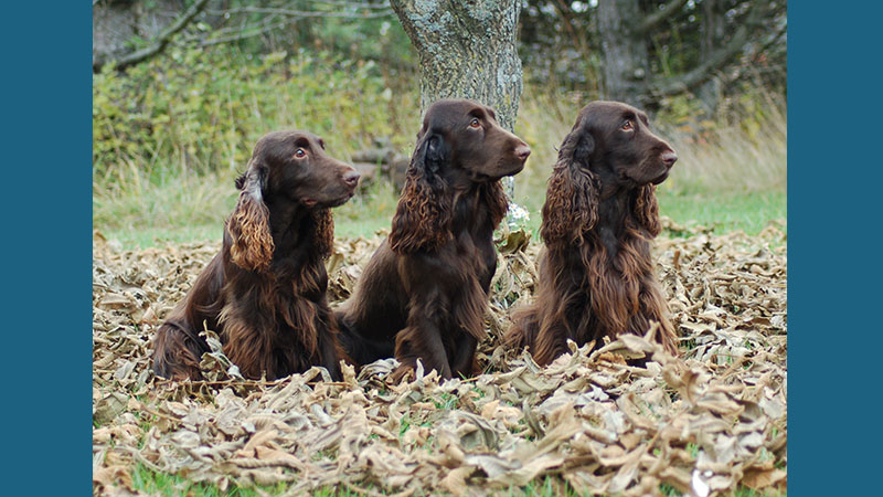 Field Spaniel 8