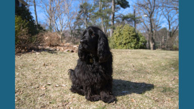 Field Spaniel 9