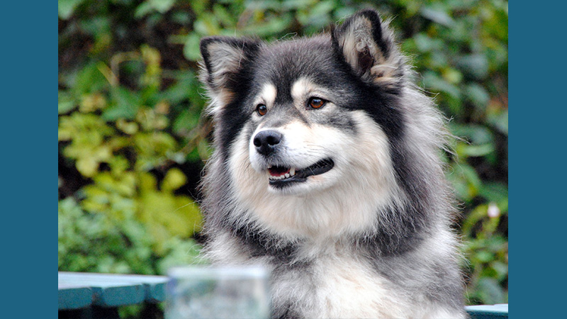 Finnish Lapphund 1