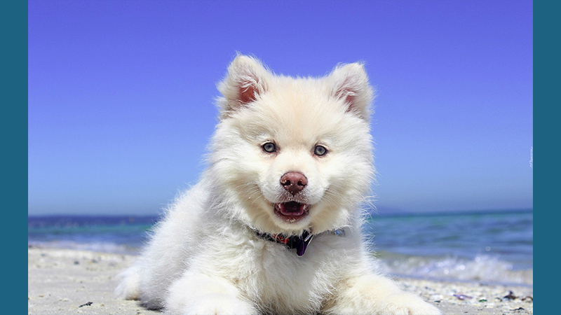 Finnish Lapphund 10